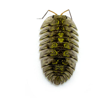 Troglodillo Sp. Green Spot